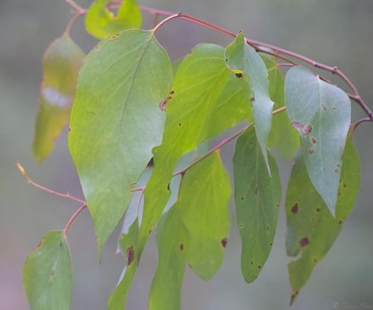 A close up of a gum tree branch, with several large leaves in view, each with an imperfection where something has eaten at the edges, bugs maybe.  The light is from above, reflecting on some leaves, backlighting others to reveal their inner vein structures.  Blurry forest behind in green and brown tones.
