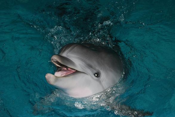 smiling dolphin in the water