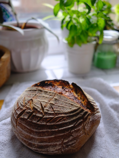 Sourdough beautifully lit by the sun in kitchen window. It