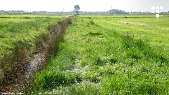 Grüne Wiesen mit einem schmalen Wassergraben in der Mitte, flache Landschaft mit Baumreihe am Horizont
