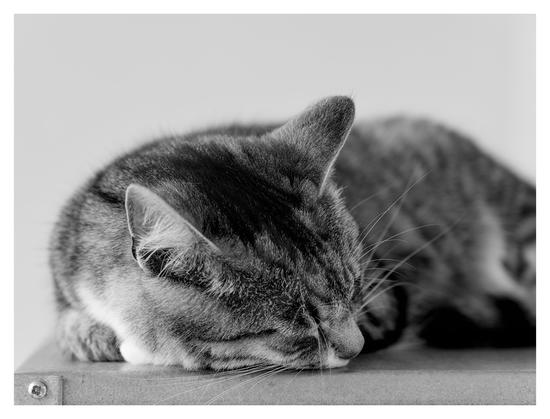En liggande svartvit bild på katten Sonja som ligger högst upp på en hylla i metall. Hon ligger med hakan på hyllan och nosen pekar snett åt höger i bild.