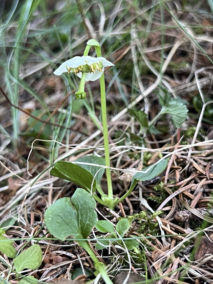Nahaufnahme einer winzigen weißblühenden Pflanze. Die Blattrosette liegt am Boden, darüber ein gerader Stängel und eine nickende Blüte. Die Narbe hängt deutlich heraus.