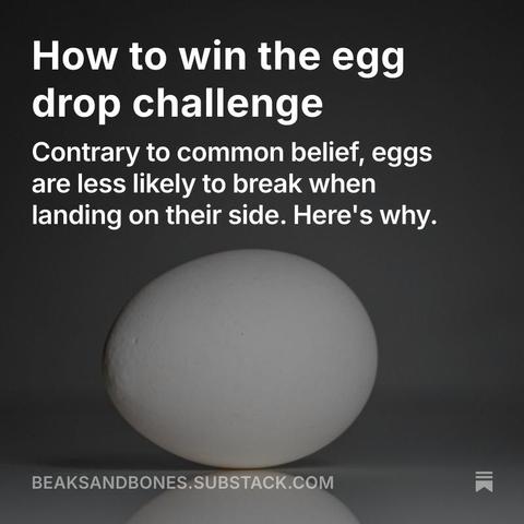 Photo of an egg lying on a flat surface. White text on top of the photo:

How to win the egg drop challenge
Contrary to common belief, eggs are less likely to break when landing on their side. Here's why.