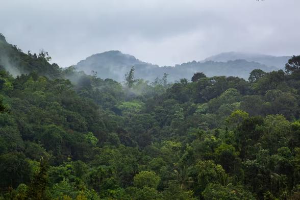 "The primary vegetation around Gurukula Botanical Sanctuary is wet evergreen, medium elevation rainforest."