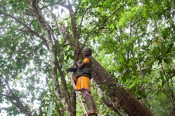 "Laly Joseph, the head of plant conservation at Gurukula Botanical Sanctuary, has spent most of her life learning about and caring for plants."