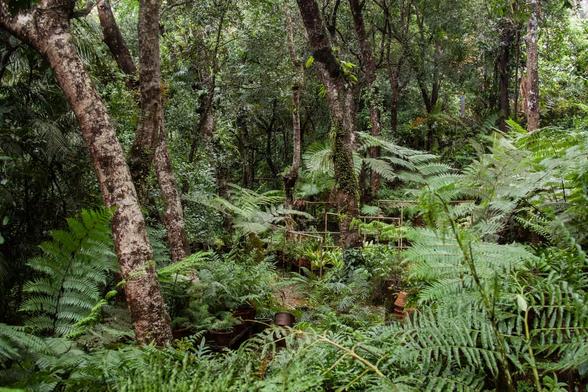 "An explosion of Alsophila spinulosa tree ferns, also known as flying spider-monkey tree fern. These are native species found in tropical and subtropical forests across Asia. An abundance of ferns can mean a healthy, high-quality habitat with minimal human disturbance."