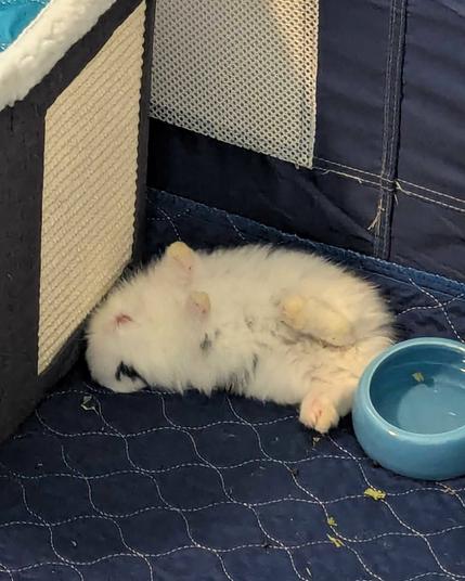 A white and black baby bunny flopped over and sleeping upside down on his back