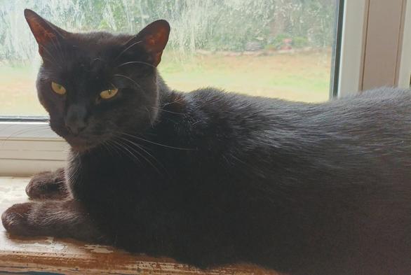 A black cat lying on a windowsill, looking at the camera