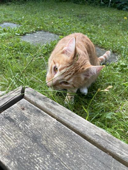 Kissa puisen askelman vieressä on juuri haukkaamassa pitkäksi kasvanutta nurmikkoa tai muuta vihreää ”heinää”