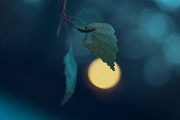 Leaf of a silver birch tree hanging in a park at dawn, soft bokeh in the background with a single point of light right behind the leaf