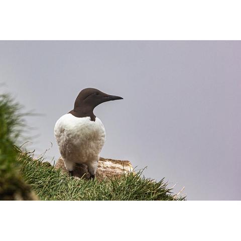 A seabird with a black head sitting on a rock surrounded by grass, the background grey with fog. The bird has its head turned to look to camera right.