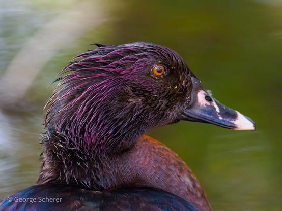 Close-up of the head and shoulder of a Muscovy Duck, facing to the right, against an out of focus green background.  The duck's eye is reddish orange.  The feathers are dark reddish purple.
