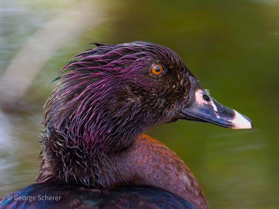 Close-up of the head and shoulder of a Muscovy Duck, facing to the right, against an out of focus green background.  The duck's eye is reddish orange.  The feathers are dark reddish purple.