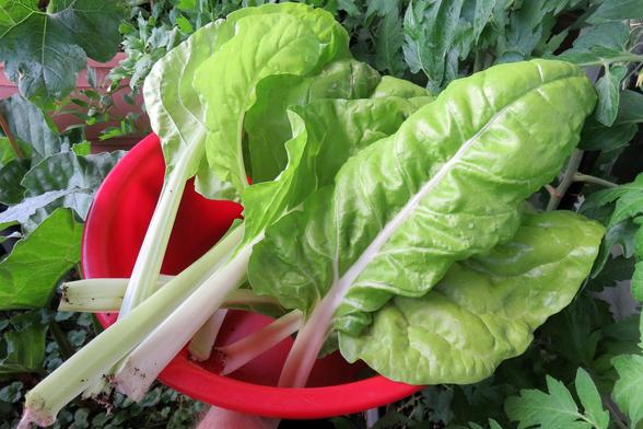 Mehrere frisch geerntete Mangoldblätter mit kräftigen, weißen Stielen und glänzend grünen Blättern liegen in einer roten Schüssel. An den unteren Enden der Stiele haftet noch etwas Erde. Die Schüssel wird in einem Garten oder Beet zwischen anderen Pflanzen gehalten, darunter Tomaten- und Brokkoliblätter im Hintergrund.
