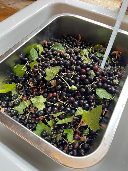 4.5kg of blackcurrants in a sink!