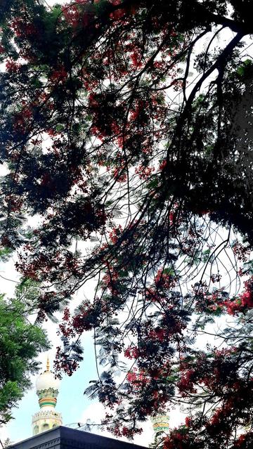 Minaret of a mosque visible behind Flame flower tree.