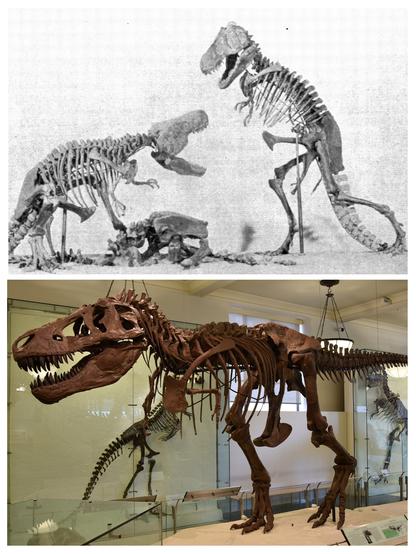 Top: This is a scale model of a Tyrannosaurus rex exhibit which was planned by the American Museum of Natural History but never executed. Source: Osborn, H.F. 1913. Tyrannosaurus: restoration and model of the skeleton. Bulletin of the American Museum of Natural History 32: 91-92. https://commons.m.wikimedia.org/wiki/File:AMNH_rex_mount.png

Bottom: More anatomically accurate modern arrangement AMNH 5027 with corrected skeleton and horizontal body plan. Source: https://commons.m.wikimedia.org/wiki/File:AMNH_5027_Trex.jpg