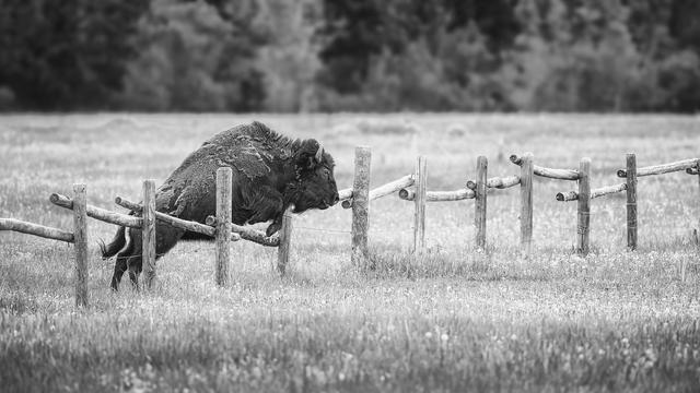 Black and white processing of a bison leaping over a rustic wooden fence that stretches across a field. Trees/forest in the background.