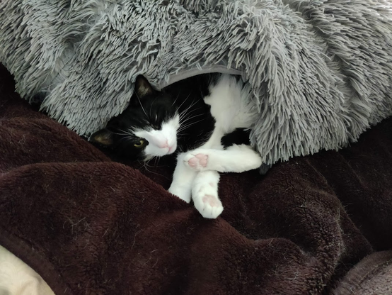 A photograph of one of my cats, Vivi. He's a tuxedo cat with a white blaze spreading down his face, and a pink little nose. He is hanging out of the hole in a gray play tube, and his back paws with their cute little pink beans are sticking out.