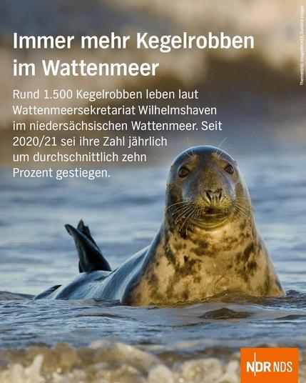 Bild: Eine Kegelrobbe liegt im flachen Wasser und blickt in Richtung der Kamera

Text: 
Immer mehr Kegelrobben im Wattenmeer

Rund 1.500 Kegelrobben leben laut Wattenmeersekretariat Wilhelmshaven im niedersächsischen Wattenmeer. Seit 2020/21 sei ihre Zahl jährlich um durchschnittlich zehn Prozent gestiegen.