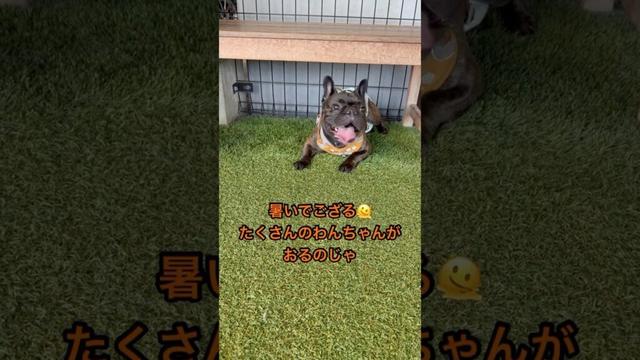 久しぶりのドッグランに来たのじゃが… #フレブル #フレンチブルドッグ #frenchbulldog #犬のいる生活 #shortvideo #いぬのいる生活 #shorts #ドッグラン