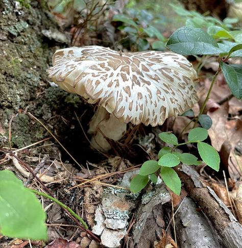 A large, patterned mushroom with pale colors is partially hidden among leaves and branches on the forest floor, surrounded by small green plants and mossy terrain.