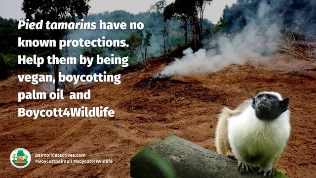 Pied #tamarins are unique matriarchal #monkeys of #Brazil, led by 1 female in small troops 🐒🩷 #Gold #palmoil #soy and #meat #deforestation are decimating them. Fight for them and #Boycottpalmoil 🌴🚫 #BoycottGold 🥇🚫#Boycott4Wildlife @palmoildetect https://palmoildetectives.com/2021/02/20/pied-tamarin-saguinus-bicolor/?utm_source=mastodon&utm_medium=Palm+Oil+Detectives&utm_campaign=publer