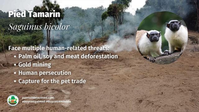Pied #tamarins are unique matriarchal #monkeys of #Brazil, led by 1 female in small troops 🐒🩷 #Gold #palmoil #soy and #meat #deforestation are decimating them. Fight for them and #Boycottpalmoil 🌴🚫 #BoycottGold 🥇🚫#Boycott4Wildlife @palmoildetect https://palmoildetectives.com/2021/02/20/pied-tamarin-saguinus-bicolor/?utm_source=mastodon&utm_medium=Palm+Oil+Detectives&utm_campaign=publer