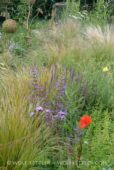Closely cropped photograph of a border densely planted with ornamental grasses, flowering perennials and self sown annuals and biennials.