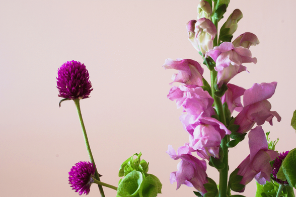 Purple-pink snapdragons and geraniums in a vase.