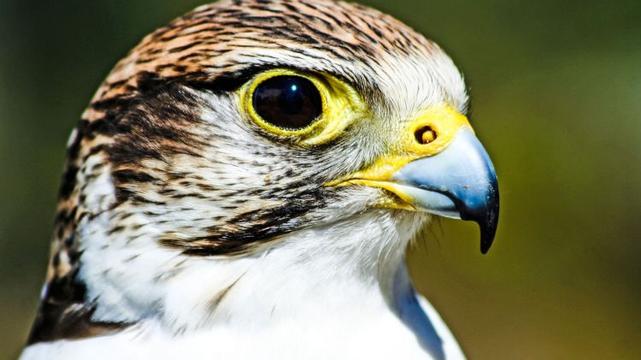 Saker Falcon Falco cherrug profile shot
