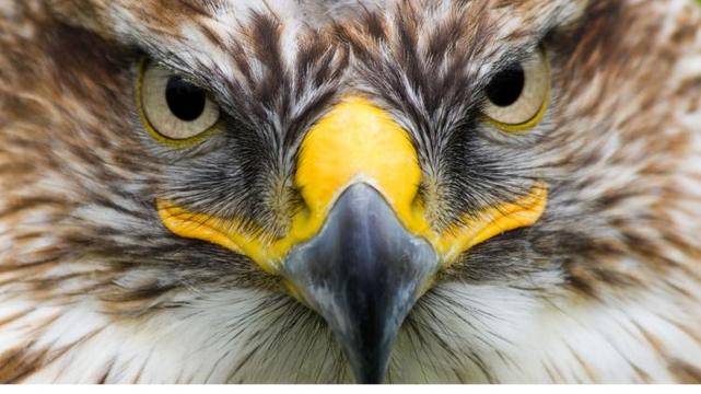 Saker Falcon Falco cherrug up-close of face