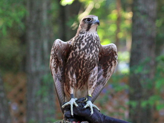 Saker Falcon Falco cherrug