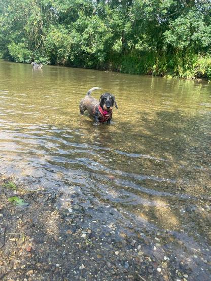 A small black and tan dog wearing a coral harness stood in a shallow river near the bank. She has soggy legs and tummy, and her tail is in the air. The water is clear showing stones on the riverbed, and shadows of tree branches provide shade.