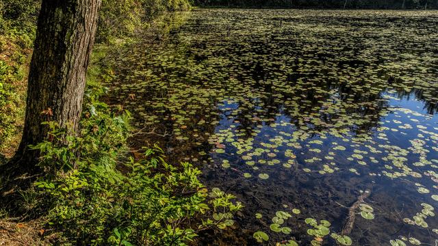Standing on the shore of a pond. The pic is bordered by this shoreline on the left and another shore at the very top. The rest of the pic is pond. Both shores are densely wooded, with the forest coming tight up to the water's edge. The water is still very clear at this stage of spring. You can see the bottom vegetation clearly just offshore. It is also covered with hundreds of lily pads. Most of them sport bright spring green tones. A few are golden brown. Between the lily pads, the pond mirrors the (mostly offscreen) stately trees lining the far shore and the soft blue June sky.