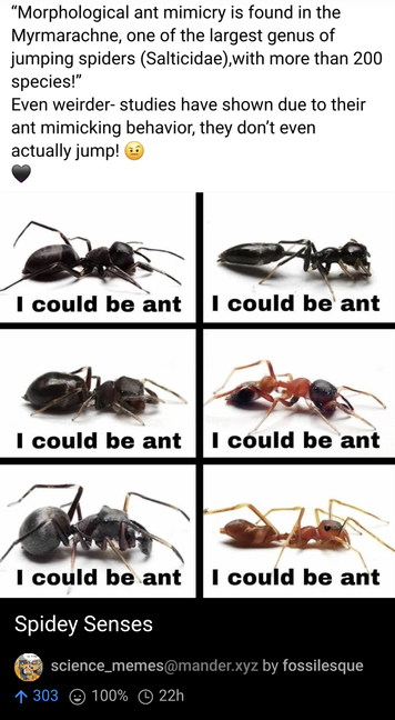 Image of 6 spiders that look identical to ants, caption says, "Morphological ant mimicry is found in the Myrmarachne, one of the largest genus of jumping spiders (Salticidae),with more than 200 species!"
Even weirder- studies have shown due to their ant mimicking behavior, they don't even actually jump!"