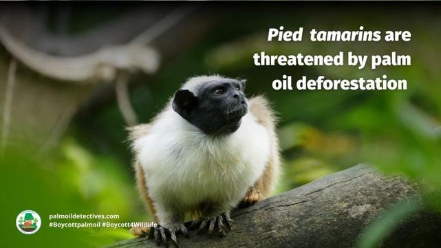 Pied Tamarin Saguinus bicolor - South America