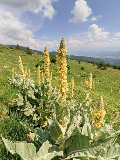 A tall stand of mullein plants under a blue and white cloud sky. Plants have large fuzzy leaves and a tall stalk in the center that is covered in pale yellow blooms.