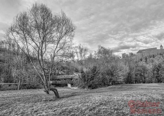 Schwarz-Weiß-Fotografie im Format 3:2 waagerecht. Frühling. Auf einer Wiese im Taubertal steht ein, dessen unterer Stammteil in einem 90 Grad Winkel gewachsen ist. Erst danach, steht der Rest, hoch aufragend, im Tal. Im Hintergrund ist, zwischen Bäumen, eine gedeckte Holzbrücke zu sehen. Rechts, über dem Wald, ein paar Ziegeldächer. Der Himmel ist mit Kumuluswolken bedeckt.