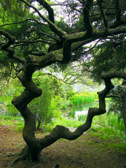 A nature scene. In the foreground, there is a tree. The tree's trunk forks close to the ground, and the twin trunks feature sharp angles. An example of a plant that has grown awry.