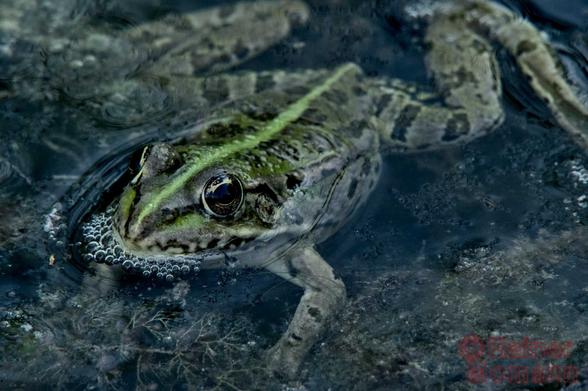 Farbfotografie im Format 3:2 Landscape.
Ein Teichfrosch in Nahaufnahme füllt die Fotografie aus. Der Kopf, im linken, unteren Teil, ragt aus dem fast klaren Wasser. Das linke Auge schaut in die Kamera. Vor dem Maul haben sich viele kleine Luftbläschen gebildet.