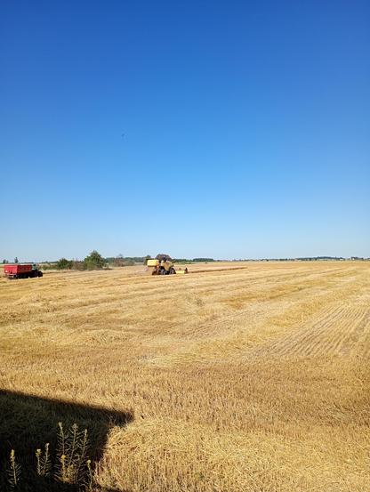 Żółty kombajn zbożowy marki New Holland na polu koszący zboże z lewej strony ciągnik z zieloną przyczepą. Wszędzie wokół żółte ściernisko.