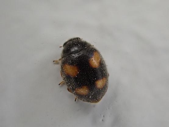Nephus quadrimaculatus, vue du dessus.

Nephus quadrimaculatus, top view.