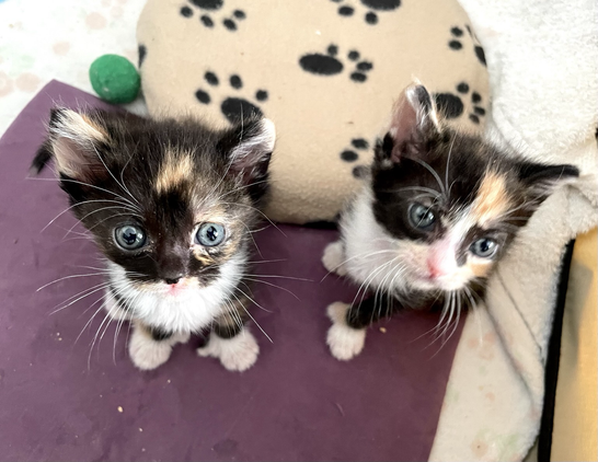 Two tiny calico kittens with white whiskers and thumbs in their front paws