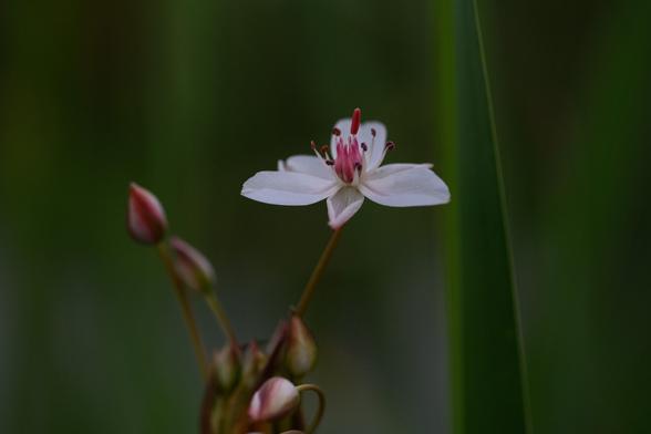 A photograph of a single flowering rush flower, fully open. It has white petals with a hint of pink, the stams have white filaments and purple/red anthers and the six-lobed pistil is pink.

Below and to the left of the flower are several red/green unopened flower buds belonging to the same plant.

To the right of the flower is a large leaf of a reed, slightly out of focus and the rest of the background is entirely out of focus and green, with hints of lines from more reeds growing around the flower.