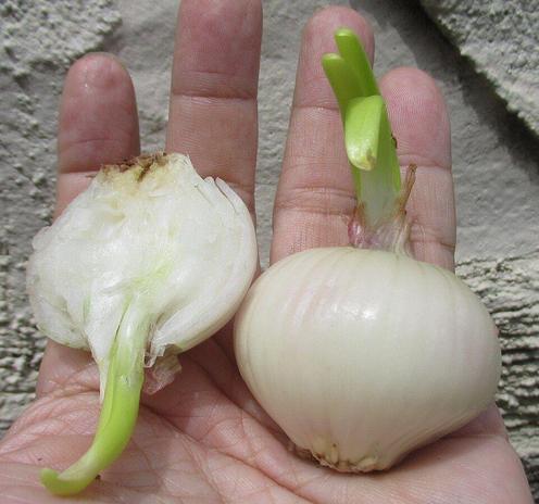 Une main tient deux bulbes d'oignon blanc. Le bulbe de gauche est coupé en deux et montre une pousse verte germée, tandis que celui de droite est entier et présente également une pousse verte.