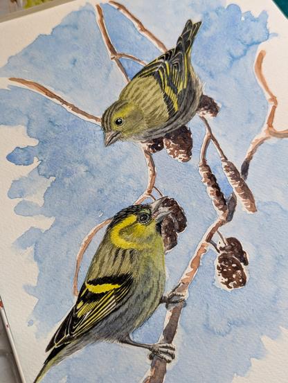 Photo d'une aquarelle d'un couple de Tarins des aulnes. Gros plan
