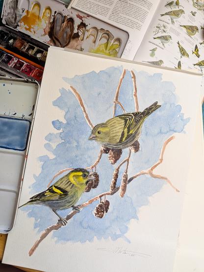 Photo de mon aquarelle de Tarins des aulnes, plan large