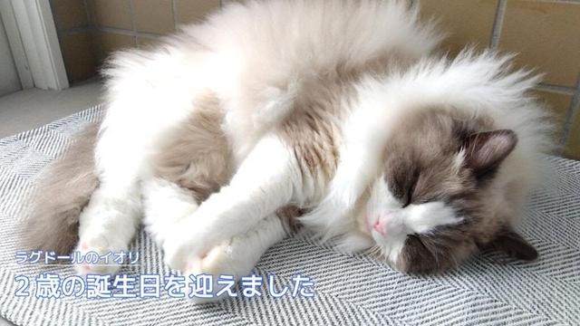【ラグドール】2歳の誕生日を迎えました