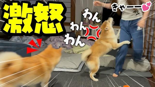柴犬と娘が大喧嘩に…姉柴犬が止めに入り事態は急展開へ